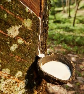 Coffee & Cocoa Beans